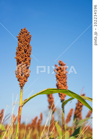 Sorghum or Millet field agent blue sky background Sorghum or Millet field agent blue sky background 102234596