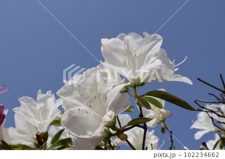 満開の白いツツジ02 満開の白いツツジ02 102234662