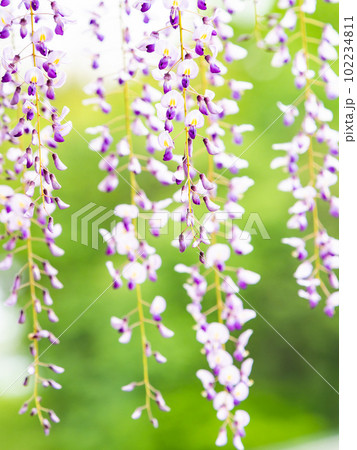 春らんまん　華やかな満開の藤の花 102234811