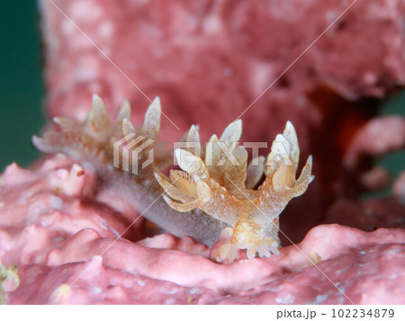 ヤマトユビウミウシ ヤマトユビウミウシ 102234879