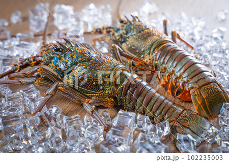Two Ise lobsters from Japan placed on a wooden board background with ice 102235003