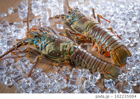 Two Ise lobsters from Japan placed on a wooden board background with ice 102235004