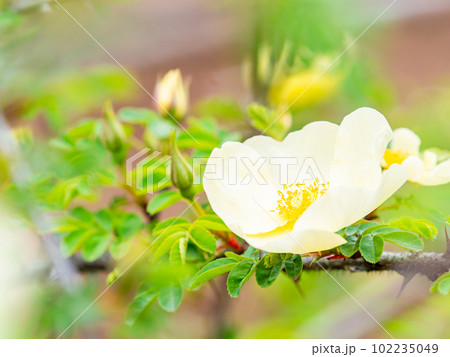 春バラの美しい景色　原種の白いバラ 102235049