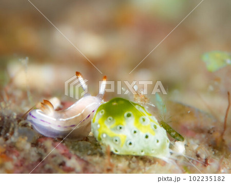 ハナイロウミウシ 102235182