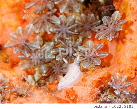 ハナイロウミウシ 102235183