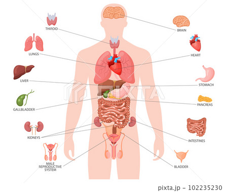 Human anatomy concept. Infographic poster with the internal organs of the male body. Respiratory, digestive, reproductive, cardiac systems. Banner, vector Human anatomy concept. Infographic poster with the internal organs of the male body. Respiratory, digestive, reproductive, cardiac systems. Banner, vector 102235230