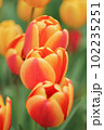 Beautiful photo of tulip. Parrot tulips. Tulipa Bright Parrot 102235251