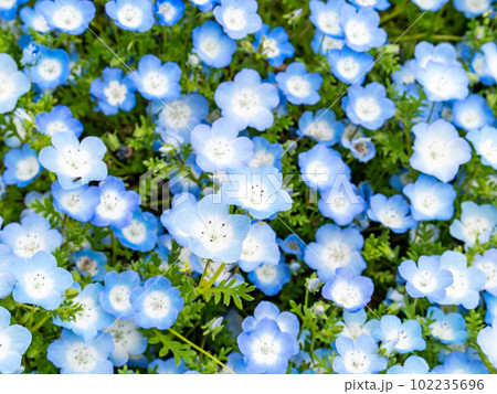 爽やかな春の景色　ブルーのネモフィラのカーペット 102235696