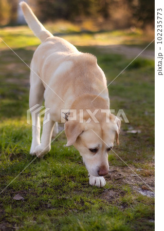 Biege Labrador dog sniffing in the park 102235773