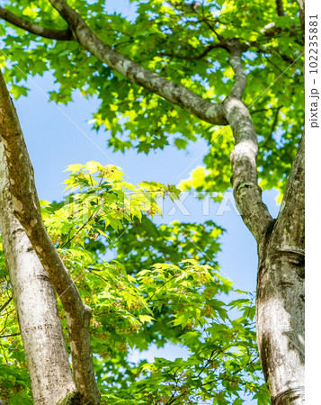 春本番　みずみずしく美しい楓の新葉 102235881