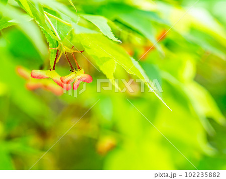 春本番　みずみずしく美しい楓の新葉と実 102235882