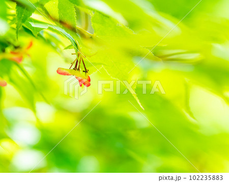 春本番　みずみずしく美しい楓の新葉と実 102235883