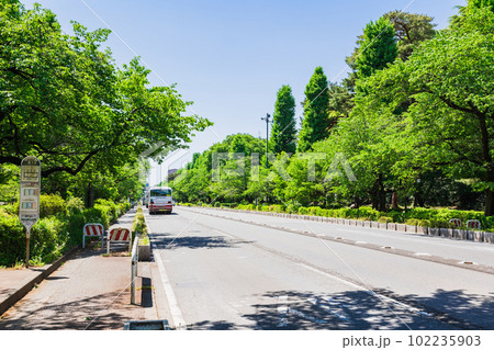 国立駅前　新緑の大学通り 102235903