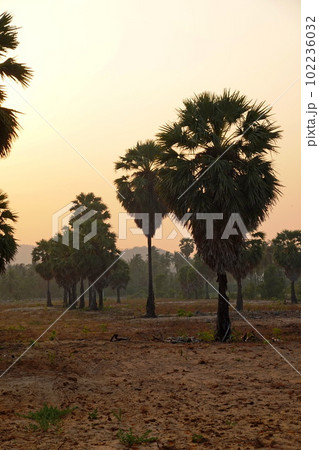 Palms tree sunset background chill asia view  102236032