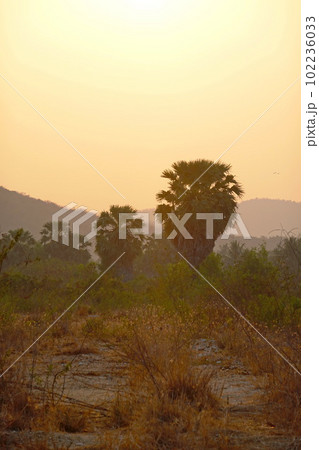Palms tree sunset background chill asia view Palms tree sunset background chill asia view 102236033