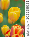 Beautiful photo of tulip. Parrot tulips. Tulipa Bright Parrot 102236081