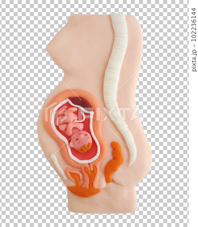 孕婦剖面圖（粘土立體圖） 102236144