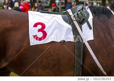 Race horse number three 102236203