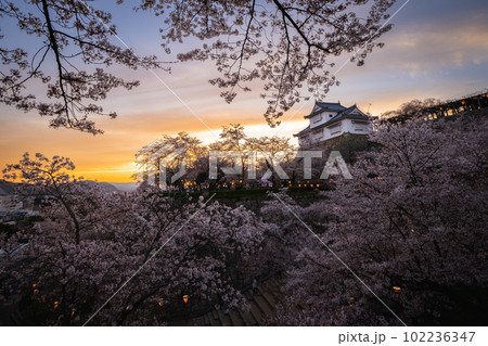 岡山県 桜咲く鶴山公園 夕景 岡山県 桜咲く鶴山公園 夕景 102236347
