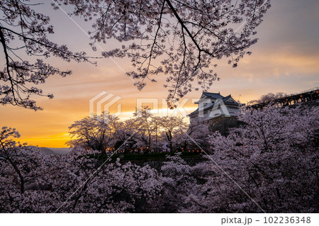 岡山県 桜咲く鶴山公園 夕景 岡山県 桜咲く鶴山公園 夕景 102236348