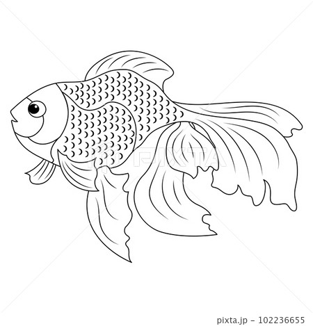 Contour of fish for coloring. Veil linear illustration. Black and white image of an aquarium goldfish 102236655