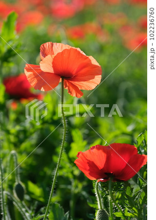 初夏に咲く鮮やかなポピー畑 初夏に咲く鮮やかなポピー畑 102236760