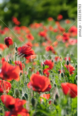 初夏に咲く鮮やかなポピー畑 初夏に咲く鮮やかなポピー畑 102236763
