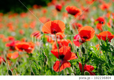 初夏に咲く鮮やかなポピー畑 102236804