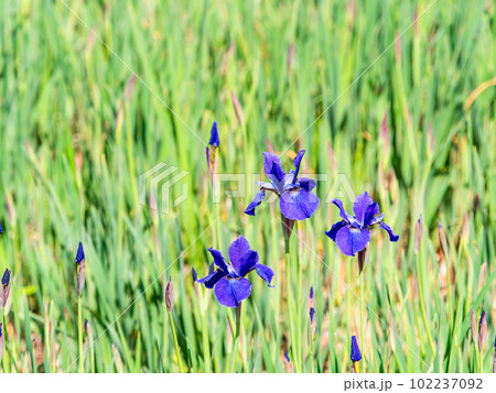 春の景色 美しい菖蒲 春の景色 美しい菖蒲 102237092