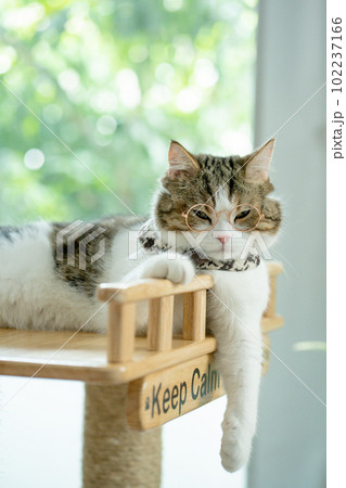 scottish tabby cat play and wear eyeglasses scottish tabby cat play and wear eyeglasses 102237166