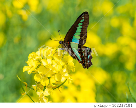 春うらら　満開の菜の花に蜜を吸いに来たアオズジアゲハ蝶 102237191