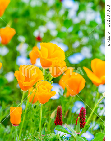 春うらら　カラフルで楽しいお花畑の景色 102237303