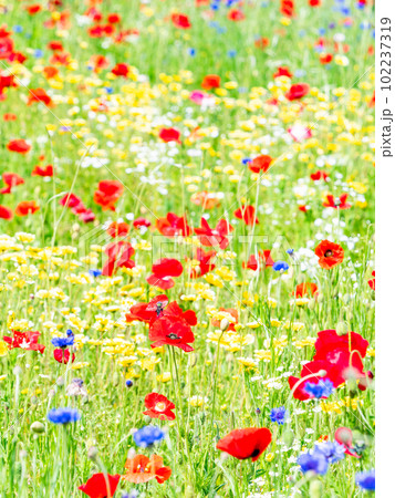 Haru＊Flower／ Haru - Windflower Florist