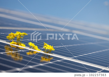 Solar cell panels close view and flower - eco-conscious energy. Banner copy space. Solar cell panels close view and flower - eco-conscious energy. Banner copy space. 102237363