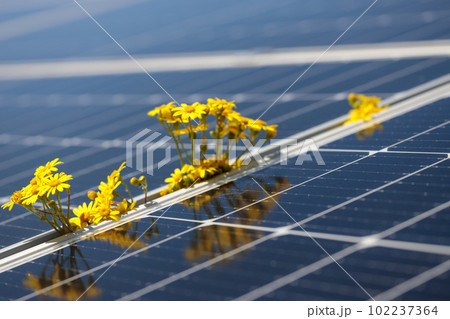Close-up on solar panels and yellow flower - alternative energy production. Close-up on solar panels and yellow flower - alternative energy production. 102237364