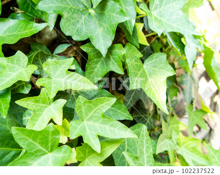 みずみずしい春の景色　アイビーの若葉 102237522