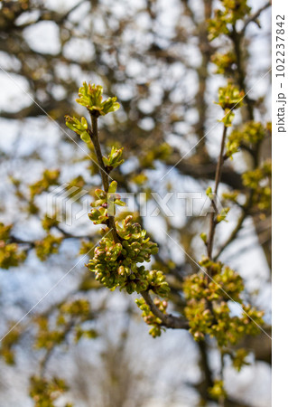Spring fruit tree buds 102237842