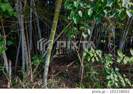 放置竹林イメージ 放置竹林イメージ 102238002