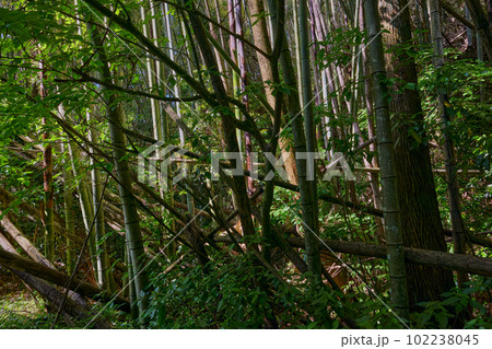 放置竹林イメージ 放置竹林イメージ 102238045