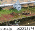 配管とカルガモの親子 102238176