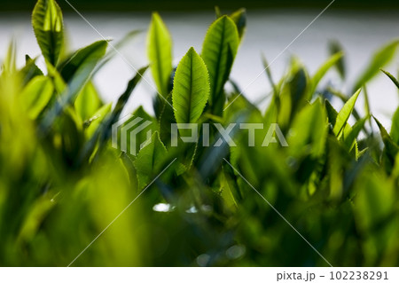 お茶の新芽 お茶の新芽 102238291