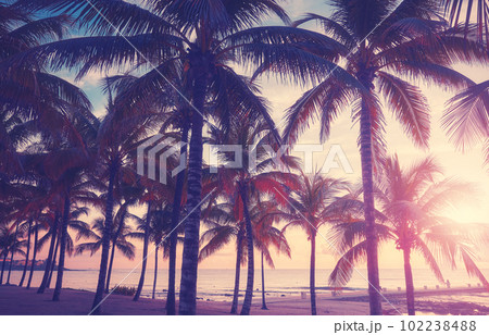 Tropical beach with coconut palm trees at sunset, color toned picture. 102238488