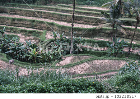 Rice terraces tegalalang. Bali. View of the cascading rice fields against the backdrop of ubude palm trees. Attractions bali, Inonesia. Breathtaking view of the beautiful landscape of the rice fields. Rice terraces tegalalang. Bali. View of the cascading rice fields against the backdrop of ubude palm trees. Attractions bali, Inonesia. Breathtaking view of the beautiful landscape of the rice fields. 102238517