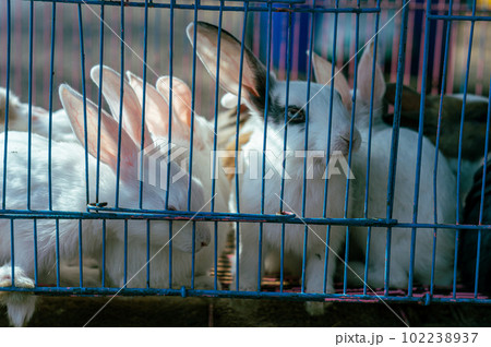 Rabbits in a Cage looking outside. Caged animals. Animals in captivity background. Rabbits in a Cage looking outside. Caged animals. Animals in captivity background. 102238937
