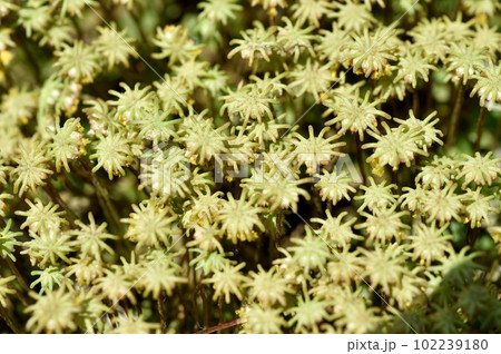 ゼニゴケの雌株 胞子嚢 102239180