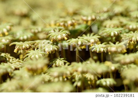 ゼニゴケの雌株 胞子嚢 102239181