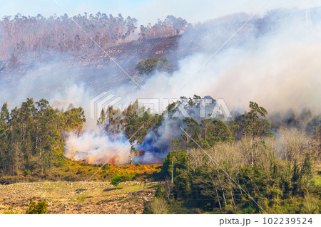 Burning mountain trees. Wildfire with smoke in dry hot season. Natural disaster with forest fire 102239524