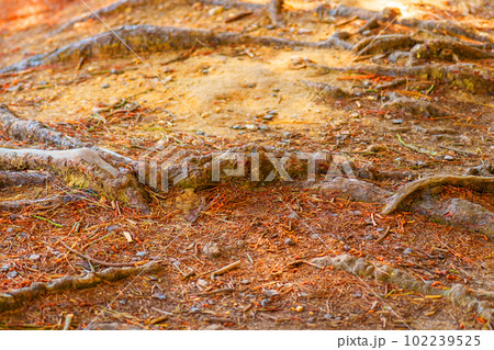 Growth of large tree roots in the forest spreading on the ground Growth of large tree roots in the forest spreading on the ground 102239525