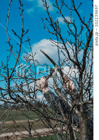 A man prunes a neglected plum tree, removes old and unnecessary branches, tree pruning work. A man prunes a neglected plum tree, removes old and unnecessary branches, tree pruning work. 102239697