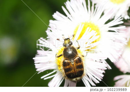 ハルジオンの花に止まるヒメトラハナムグリ 102239989
